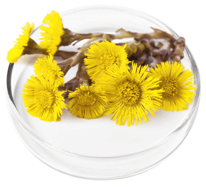 Coltsfoot Extract (Tussilago farfara)